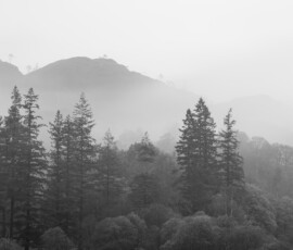 Monochrome of a group of trees with mountain background during a misty morning at Yew Tree Tarn.