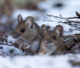 A pair of wood mice emerging from a burrow surrounded by light snow in an ancient woodland.