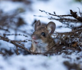 A wood mouse peeping out from its burrow surrounded by snow during January in Rainford Village