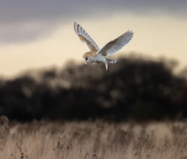 A barn owl hovering in a field against a backdrop of dormant trees at sunset in the middle of winter.