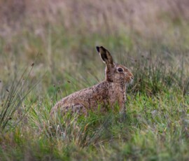 A close-up of a brown hare sat in a grassy field during spring in the countryside.
