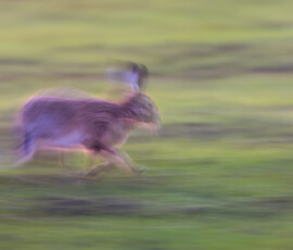 Creative use of a slow shutter speed to really emphasise the speed of the brown hare as it bursts across a field after sunset. Mad March brown hare running across a field after sunset, captured with a slow shutter speed to emphasise movement using Intentional Camera Movement (ICM).