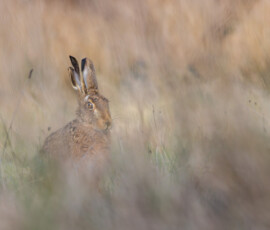 Portrait of a battle-scarred brown hare sitting in a meadow.