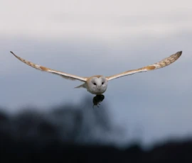 A barn owl carrying a field vole after a successful catch during late winter.