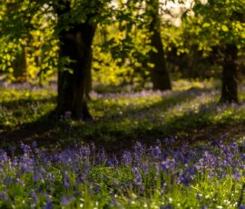 A carpet of native English bluebells inside an ancient woodland at sunset.