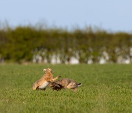 Wildlife photographer Simon Evans captures mad March hares boxing in open farmland in the beautiful Rainford Village countryside.
