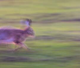 Mad March brown hare running across a field after sunset, captured with a slow shutter speed to emphasise movement using Intentional Camera Movement (ICM).
