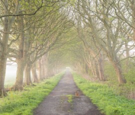 A misty tunnel of trees along Coach Road, Rainford, during an early spring morning, with a hare sitting curiously in the foreground.