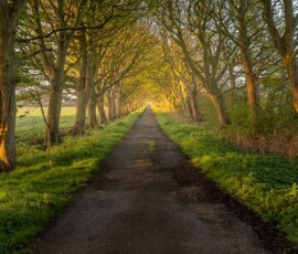 A beautiful spring sunrise along Coach Road in Rainford. Trees alongside the path catch the spring light beautifully.