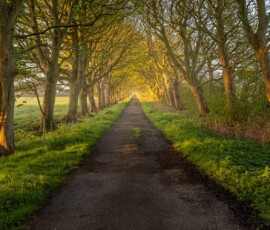 A beautiful spring sunrise along Coach Road in Rainford. Trees alongside the path catch the spring light beautifully.