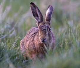 If you're low to the ground and perfectly still, hares will sometimes treat you to a close encounter. A close-up portrait of a mad March hare moving along a run in a field during spring.