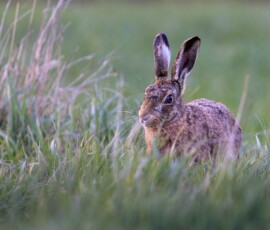 A close-up portrait of a mad March hare moving along a run in a field during spring.