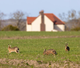 The calm before the storm. The moment that preceded the boxing match between the female and male hares. A group of three hares on farmland with a picturesque countryside cottage and hedges in the distance.