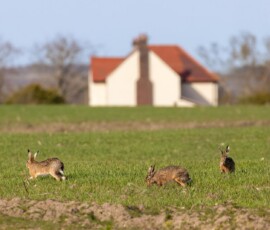 A group of three hares on farmland with a picturesque countryside cottage and hedges in the distance.
