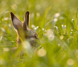 A maturing Leveret photographed close-up through a delicate barley field at sunset.
