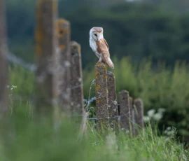 A barn owl lazy hunting from a wooden fence post at the edge of a wild meadow in Merseyside.