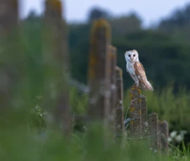 A barn owl gazing down a public path whilst perched on a post at the edge of a meadow.