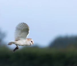 Barn owl with a vole returning to a post near the edge of a meadow