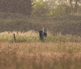 A barn owl perched on a wooden post in the middle of a meadow, hunting during a rain shower.