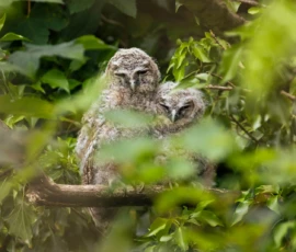 A pair of branching tawny owlets huddled together on a branch, surrounded by dense leaves and foliage near Rainford Village.