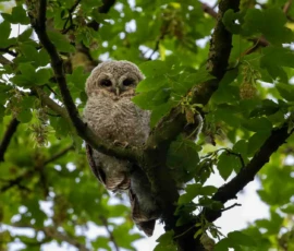 A pair of fledged tawny owlets roosting on a tree branch during spring around Rainford Village.