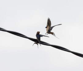 A juvenile barn swallow perched on a telephone line, calling for food as its parent approaches.