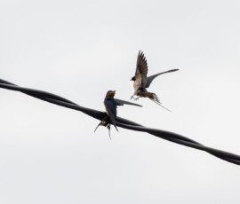 A juvenile barn swallow perched on a telephone line, calling for food as its parent approaches.