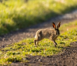 Wildlife photograph of a mature leveret on a countryside path during a spring sunrise.