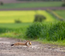 A stoat running across a countryside path carrying freshly caught prey during spring in the Rainford Village countryside.