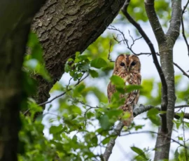 Tawny owl peeping through a woodland during spring around Rainford Village