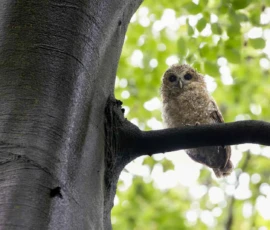 A soaking wet tawny owlet in its branching phase perched on a branch of a beech tree after a day of heavy rain in North West England.