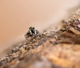 Eye, Eye A macro photograph of a zebra jumping spider on a weathered log, captured using a Raynox DCR 250.