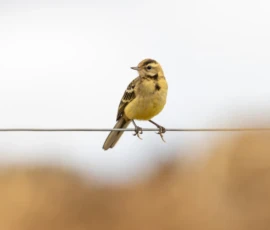 A close-up view of a juvenile yellow wagtail perched on a wire fence along farmland in Rainford Village